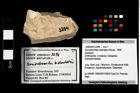 Foto (Objekt + Etikett) von Goniodromites bidentatus (Reuss, 1859)  (NHMW-GEO-1990-0041-3294)